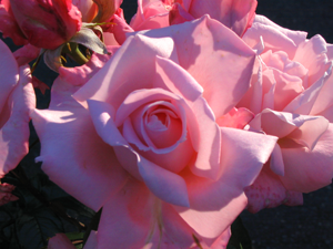 International Rose Test Garden